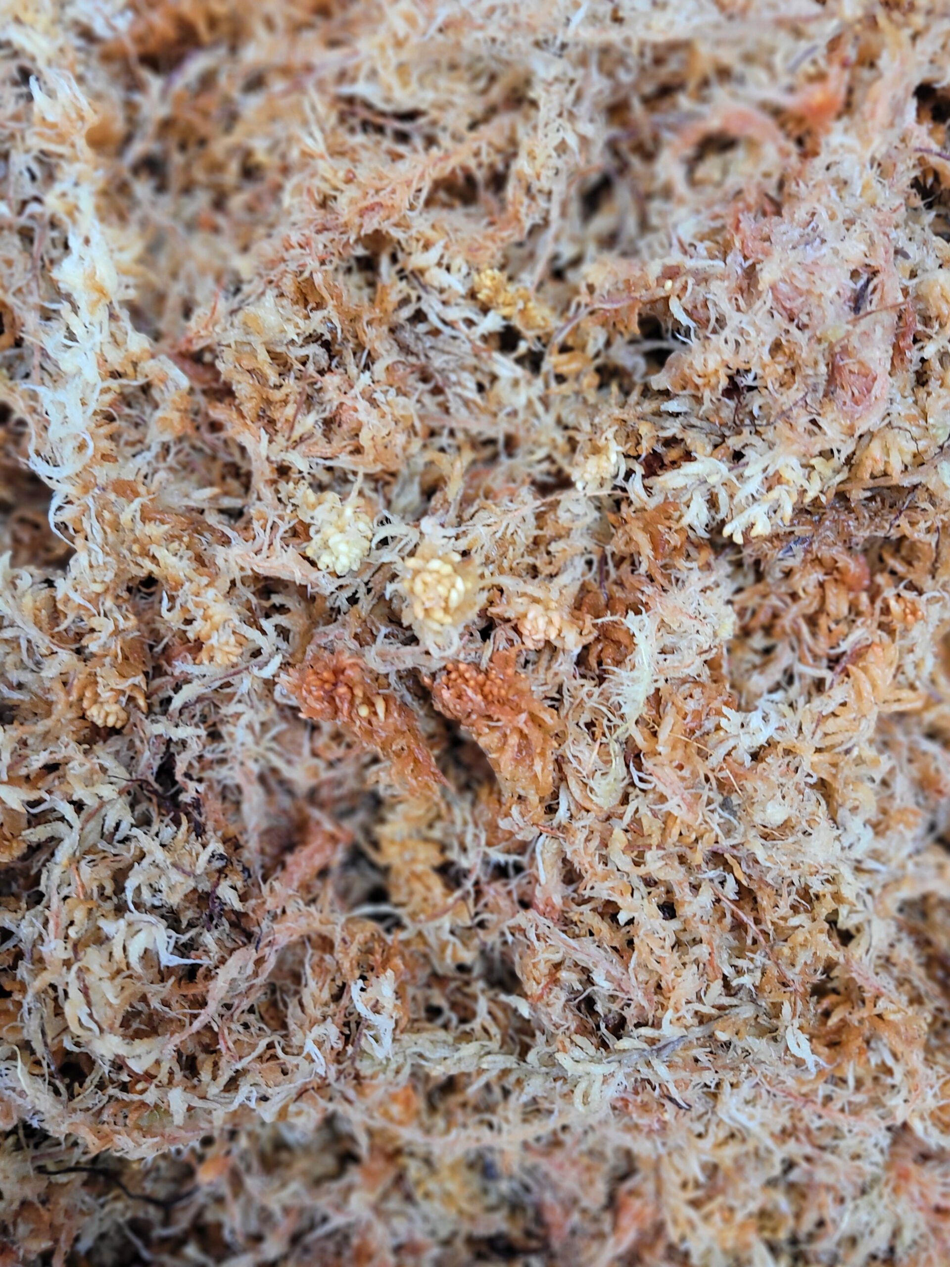 Buy Sphagnum Moss for sale